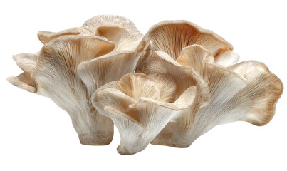 Fototapeta premium Close-up of several delicate, light beige mushrooms