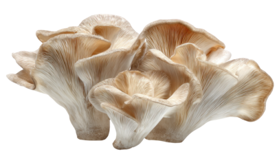 Close-up of several delicate, light beige mushrooms