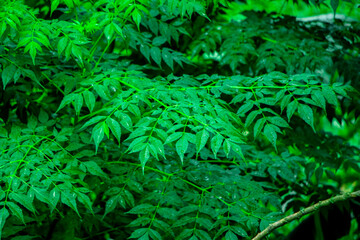 New top leaf of neem plant.Azadirachta indica - A branch of neem tree leaves. Natural Medicine.