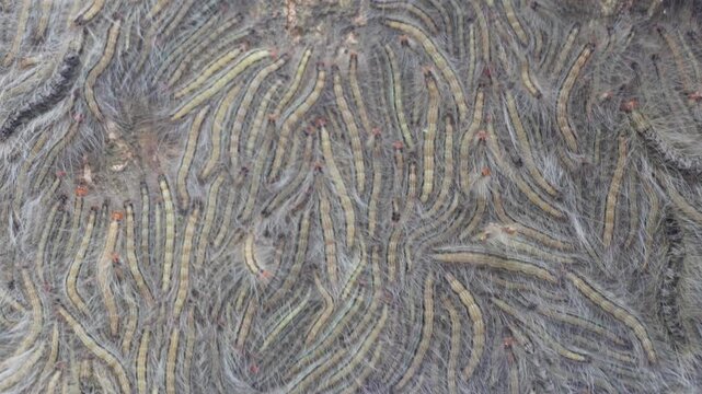 cluster of Oak Processionary Moth (OPM) caterpillars