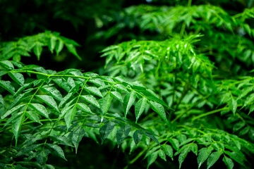 New top leaf of neem plant. Medicinal ayurvedic azadirachta indica or Neem leaves