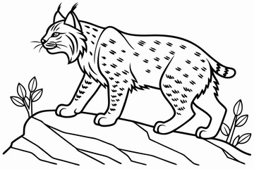 coloring page line art the bobcat black vector