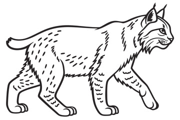 coloring page line art the bobcat black vector