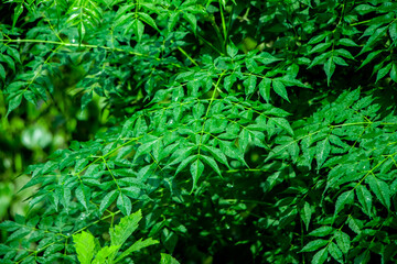 New top leaf of neem plant. Medicinal ayurvedic azadirachta indica or Neem leaves