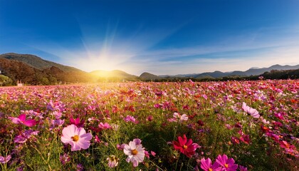 blossom paradise a field bursts with vibrant cosmos flowers bathed in sunlight under a bright sky creating a scene of pure joy and the essence of summer