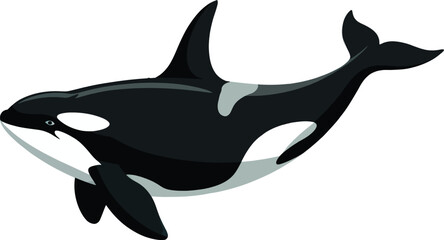 Illustration of a killer whale with black and white markings on a white background
