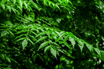 New top leaf of neem plant. Medicinal ayurvedic azadirachta indica or Neem leaves