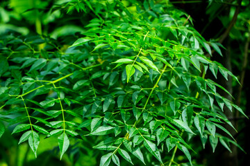 New top leaf of neem plant. Azadirachta indica. Medicine tree