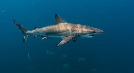 Fototapeta premium Majestic shark gracefully gliding through the deep blue ocean waters capturing its serene power