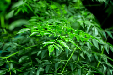 New top leaf of neem plant. Azadirachta indica. Medicine tree