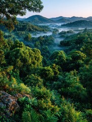 Misty mountain valley, lush forest
