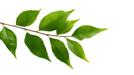 Fototapeta premium Lush green branch with vibrant leaves on black background