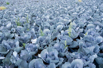 blue cabbage field