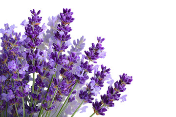 Obraz premium Vibrant Lavender Flowers on Black Background Beautiful Purple Blooms Nature Photography