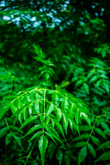 New top leaf of neem plant. Azadirachta indica. Medicine tree