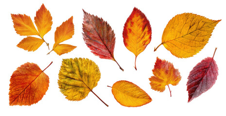 Obraz premium Autumn leaves in vibrant hues. A collection of various autumn leaves, displaying shades of orange, red, and yellow, against a black background. Distinct leaf shapes and textures are visible