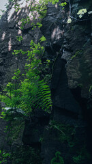 Fern and moss on dark rock, spring light spots and natural contrast.