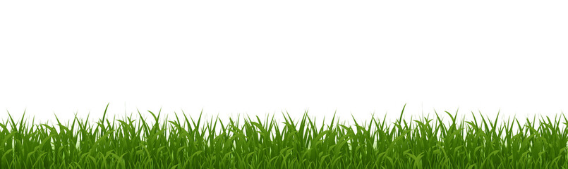 Fototapeta premium Green Grass Isolated With White Background
