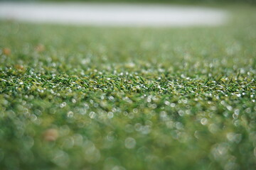 green grass background