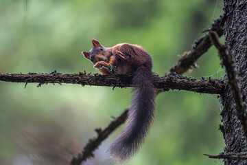 Red squirrel relaxing on a branch makes eye contact with the photographer, Oslo, summer in Norway