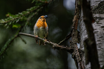 A European robin perched on a branch with a blueberry in its mouth, Oslo, summer in Norway, Erithacus rubecula