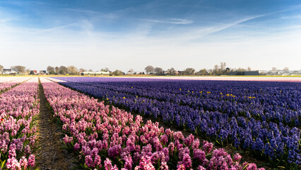 Endless rows of tulips, colorful colors, Dutch landscape under blue sky.