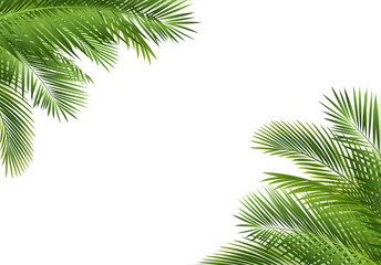 Fototapeta premium Palm Tree Branch Isolated White Background