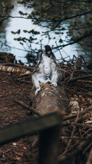 Lemur meditating on a trunk, peaceful portrait with lake bokeh in the background.