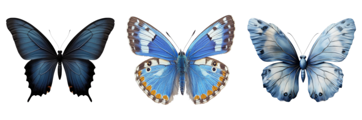 set of blue butterfly isolated on transparent background