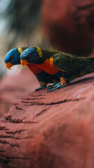 Two lori parrots on a red rock, tropical colors and dynamic moment.