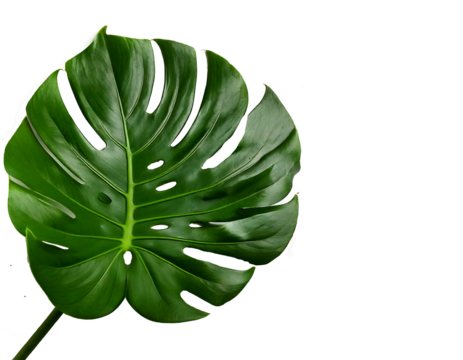 monstera leaf on transparent background and white background