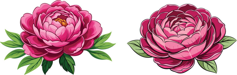 Obraz premium Two pink peonies are shown on a white background