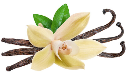 Yellow moth orchid flower and vanilla sticks on white background. File contains clipping path.