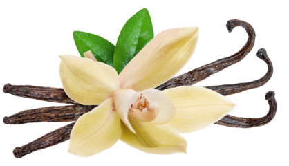 Yellow moth orchid flower and vanilla sticks on white background. File contains clipping path.