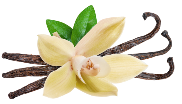 Yellow moth orchid flower and vanilla sticks on white background. File contains clipping path.