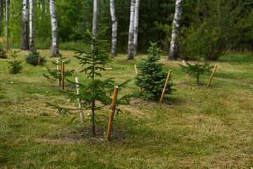 Cultivating Pine Trees in a WellMaintained, Nurtured Green Space for Future Generations