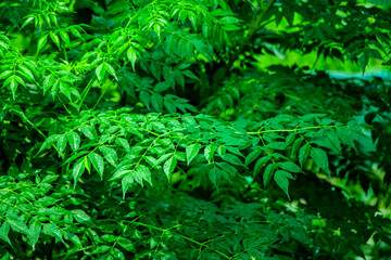 New top leaf of neem plant.