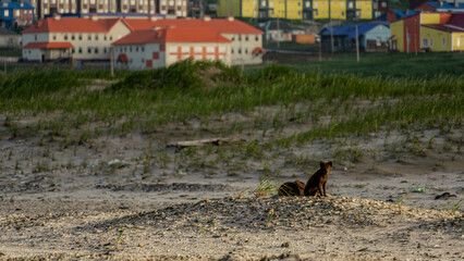 Small brown animal sitting on sandy terrain with green grass, surrounded by a scenic landscape featuring colorful buildings in the background, showcasing nature and urban coexistence