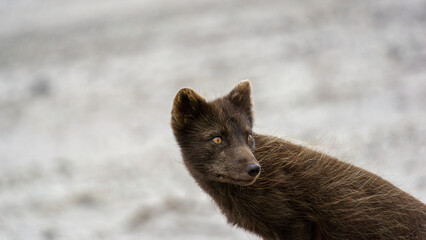 Close-up of a wild arctic fox with thick fur, showcasing its keen gaze and alert expression against a blurred, snowy background, emphasizing the beauty of nature's wildlife