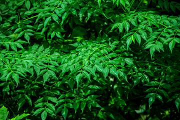 New top leaf of neem plant.