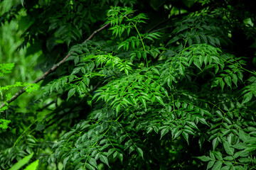 New top leaf of neem plant. Medicinal ayurvedic azadirachta indica or Neem leaves