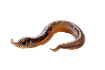 Aquatic worm closeup macro photography dark background