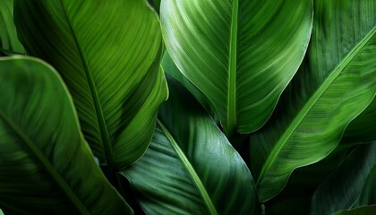 a close up shot of a plant s green leaves