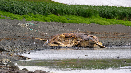 Large marine mammal carcass lies on rocky shore, surrounded by green vegetation and water,...