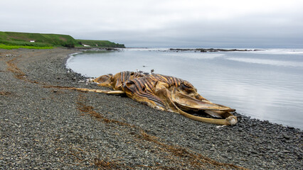 Large marine mammal carcass washed ashore on rocky beach, surrounded by calm water and green hills,...