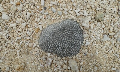 砂浜に打ち上げられた黒い珊瑚の化石
