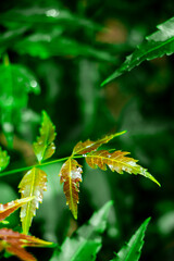 New top leaf of neem plant. Medicinal ayurvedic azadirachta indica or Neem leaves