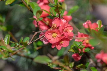 Chaenomeles japonica japanese maules quince flowering shrub, beautiful pink flowers in bloom on...