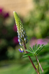 Lupinus polyphyllus large leaved lupine flowers in bloom, white blue flowering tall ornamental wild...