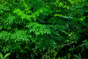 New top leaf of neem plant. Medicinal ayurvedic azadirachta indica or Neem leaves